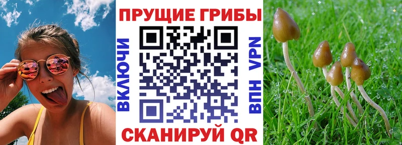 Псилоцибиновые грибы мицелий где купить наркотик Жиздра
